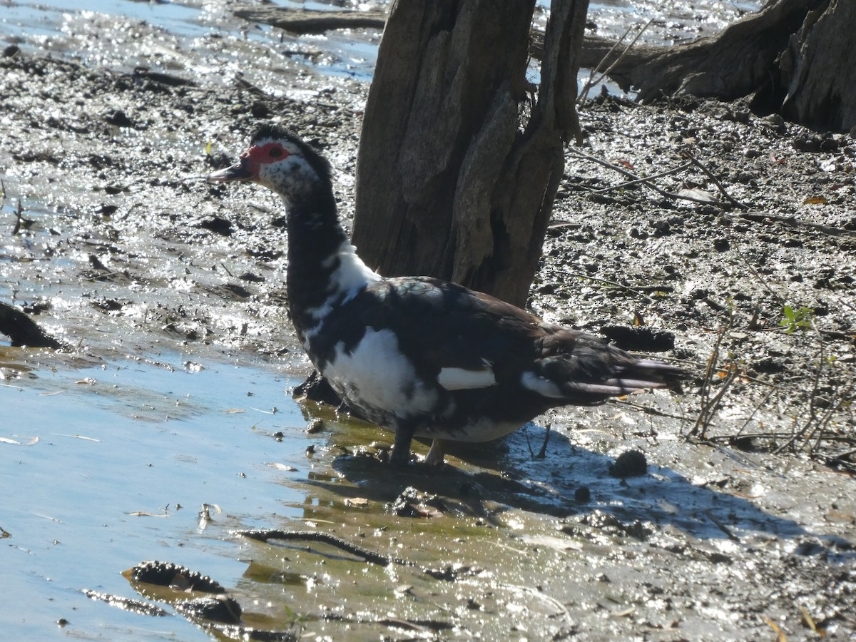 Muscovy Duck (Domestic type) - ML643574321