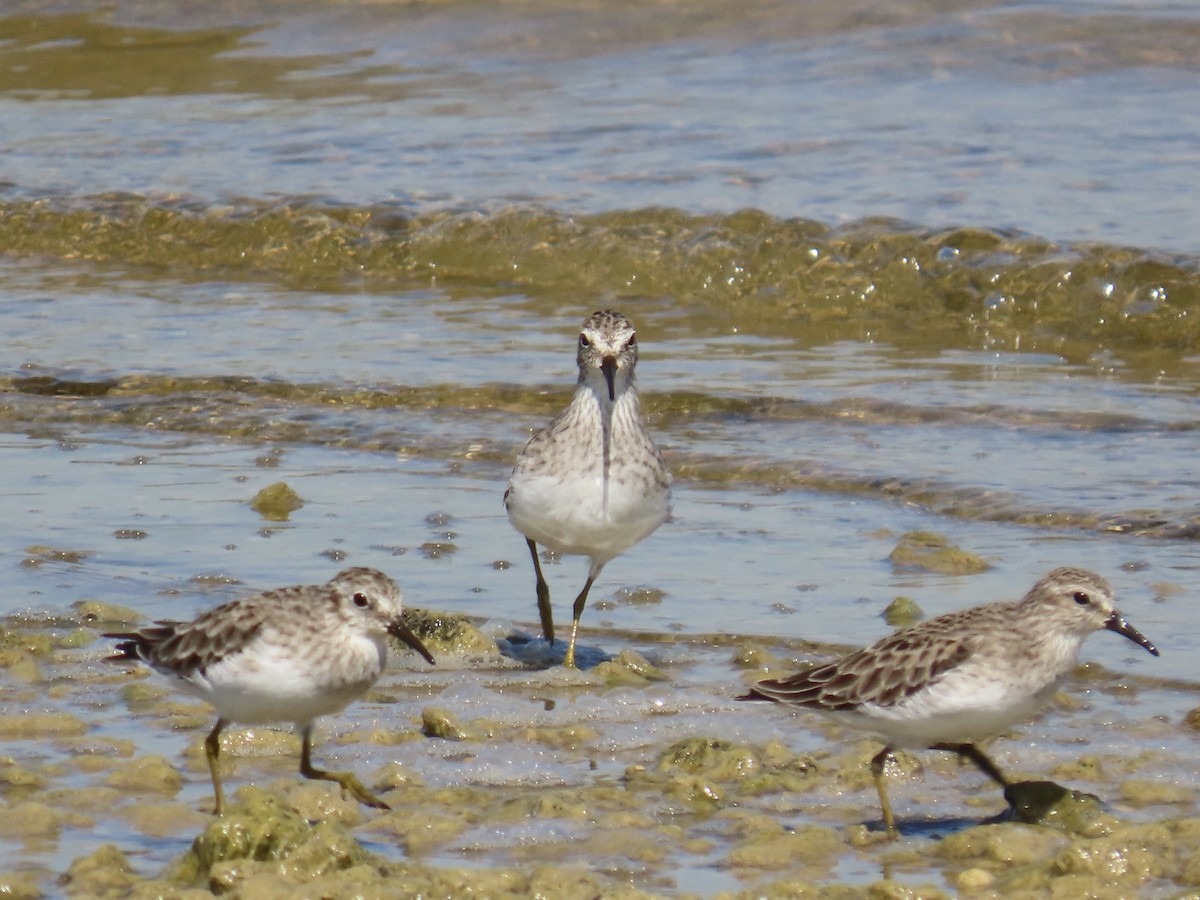 Least Sandpiper - ML643574323