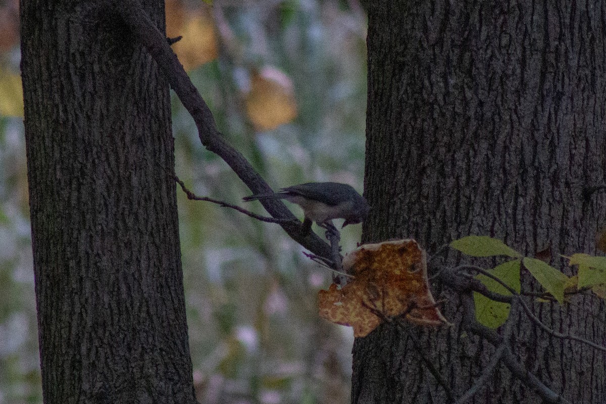 Tufted Titmouse - ML643574334