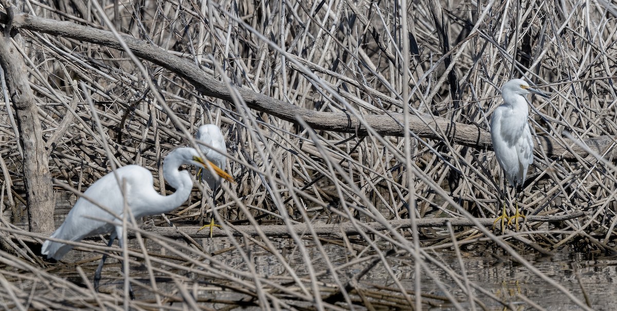 Snowy Egret - ML643574335
