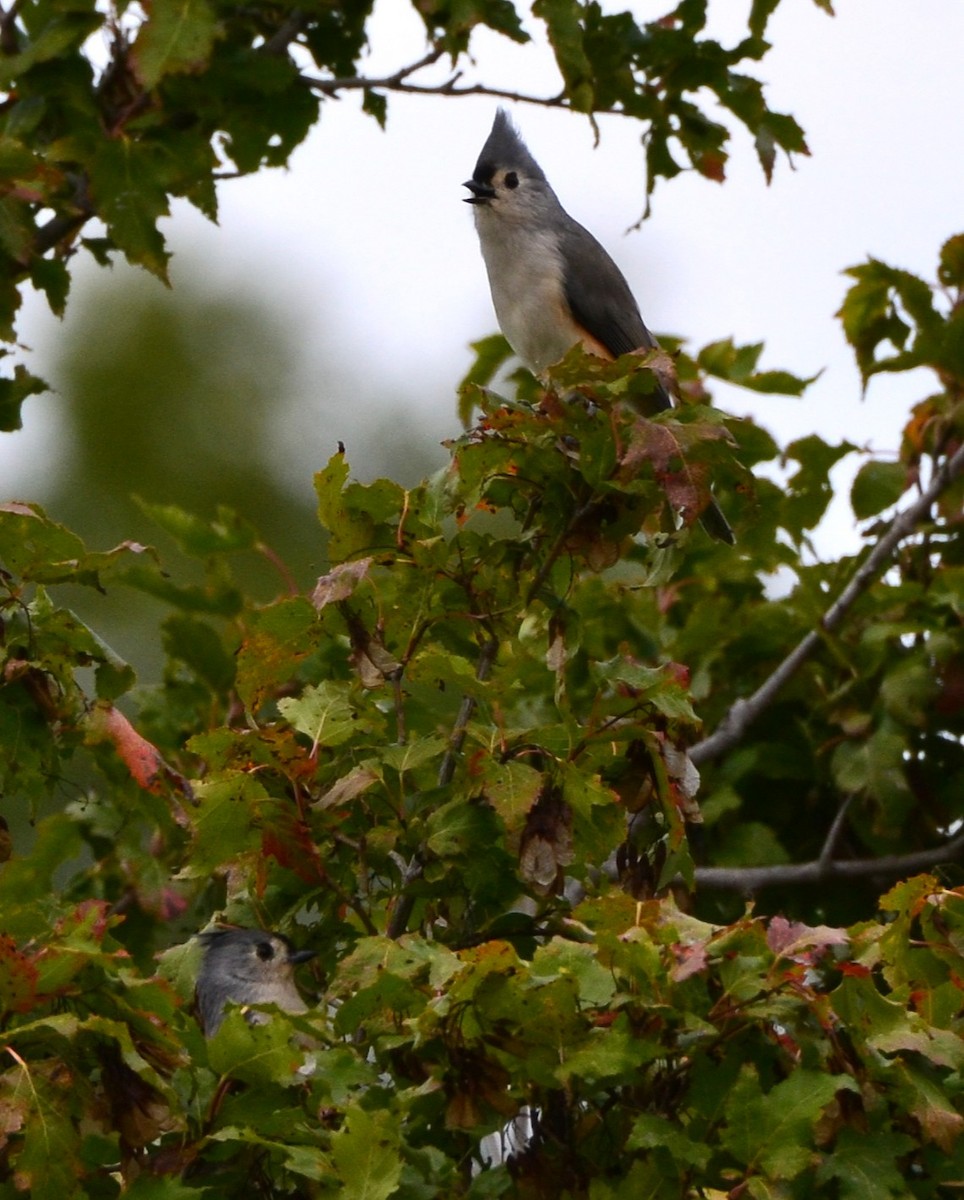 Tufted Titmouse - ML643574344
