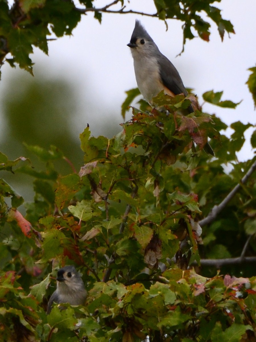Tufted Titmouse - ML643574345