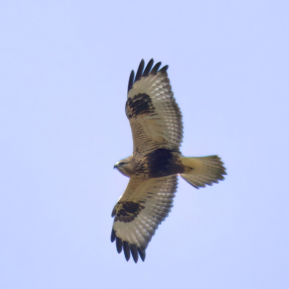 Rough-legged Hawk - ML643574350
