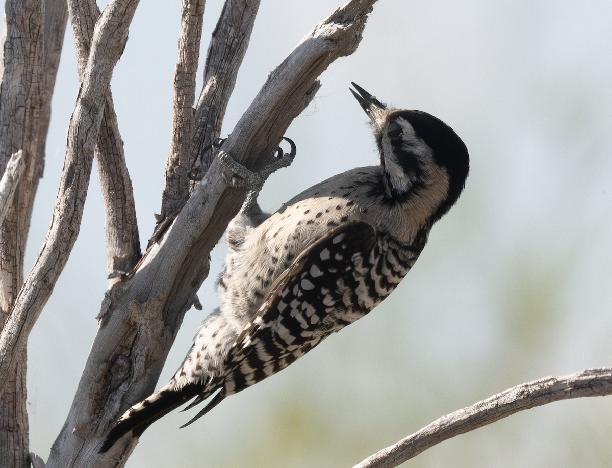 Ladder-backed Woodpecker - ML643574358