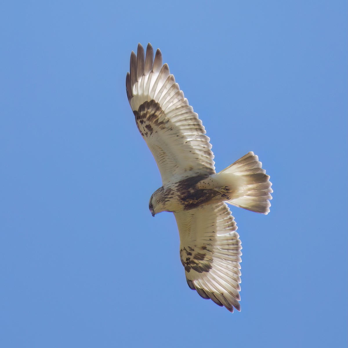 Rough-legged Hawk - ML643574363