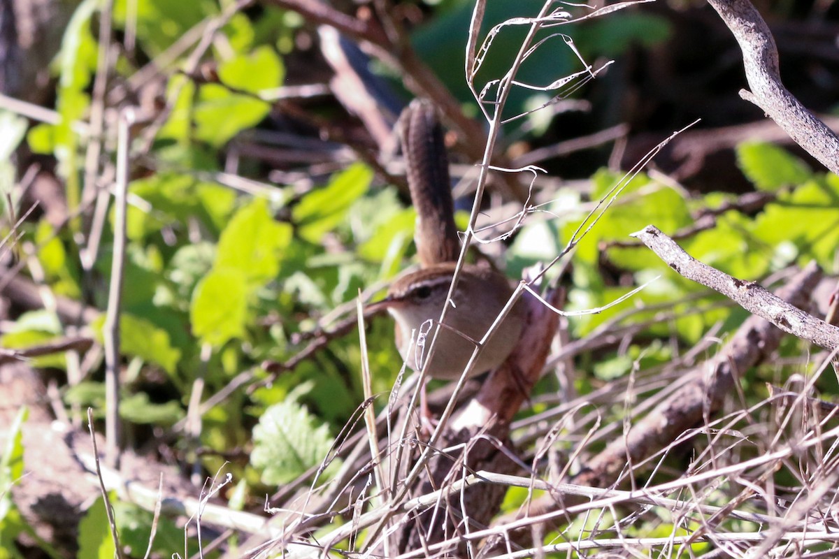 Bewick's Wren - ML643574364
