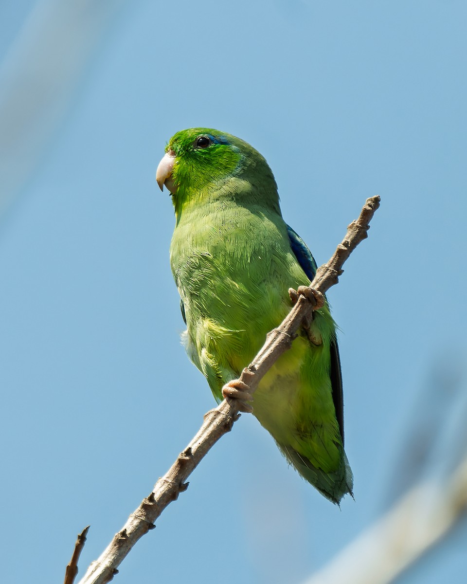 Spectacled Parrotlet - ML643574381