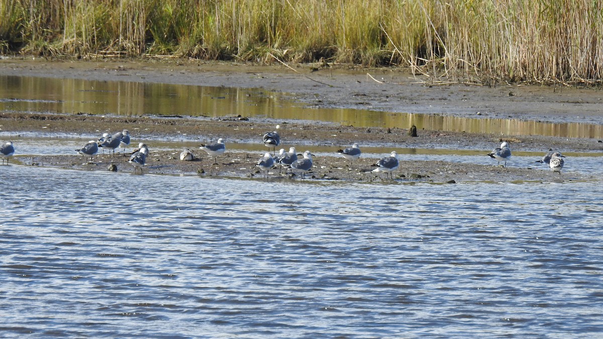 Laughing Gull - ML643574387