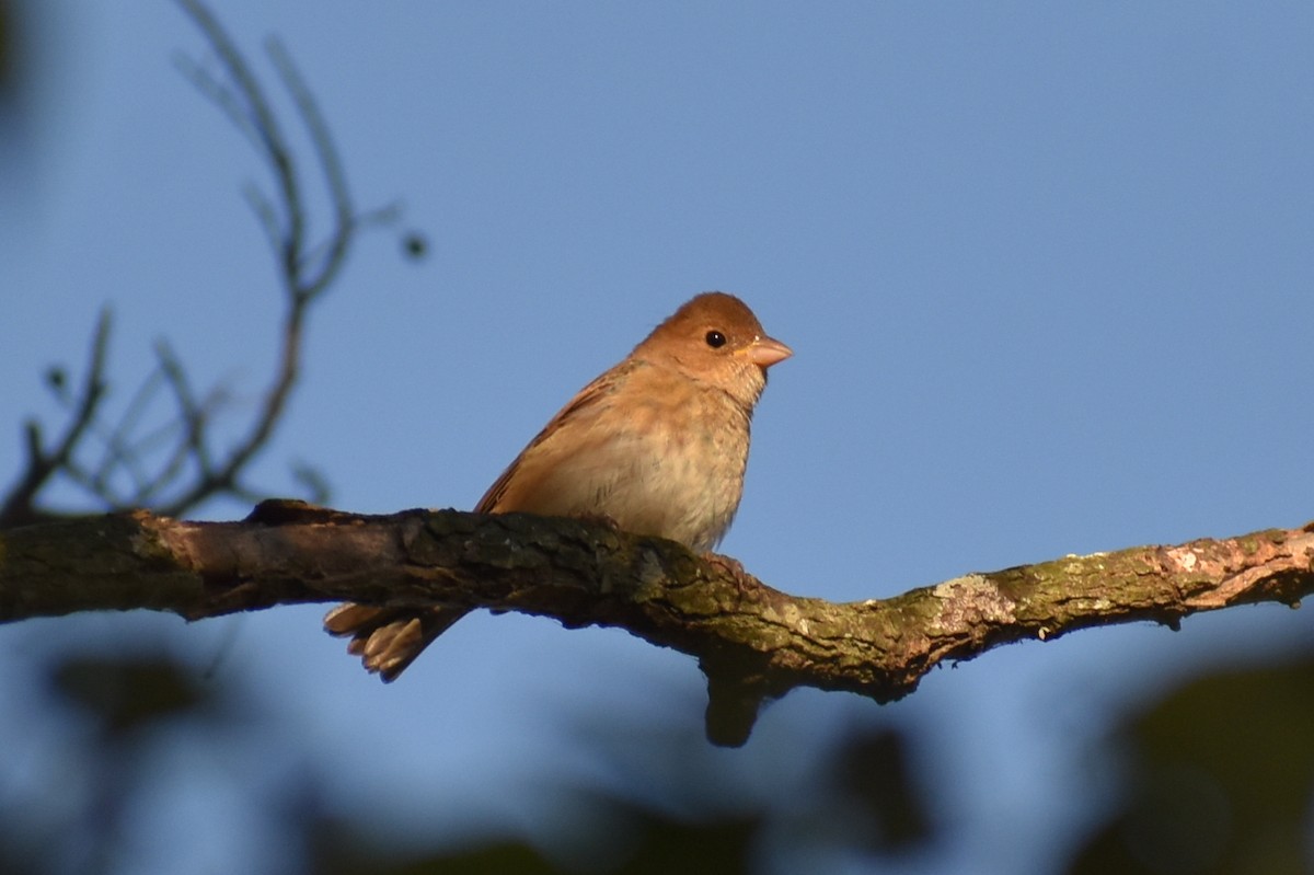 Indigo Bunting - ML643574395