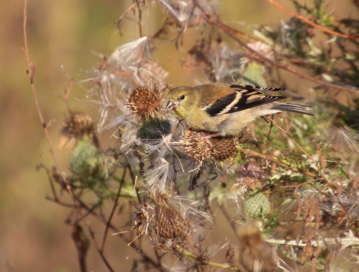 American Goldfinch - ML643574396