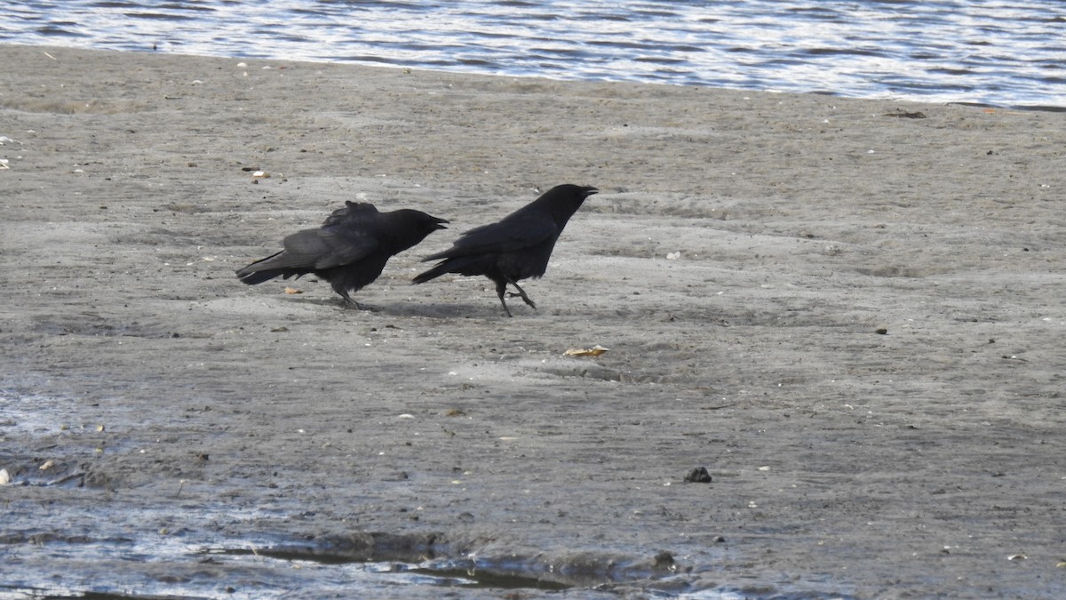 Fish Crow - ML643574402