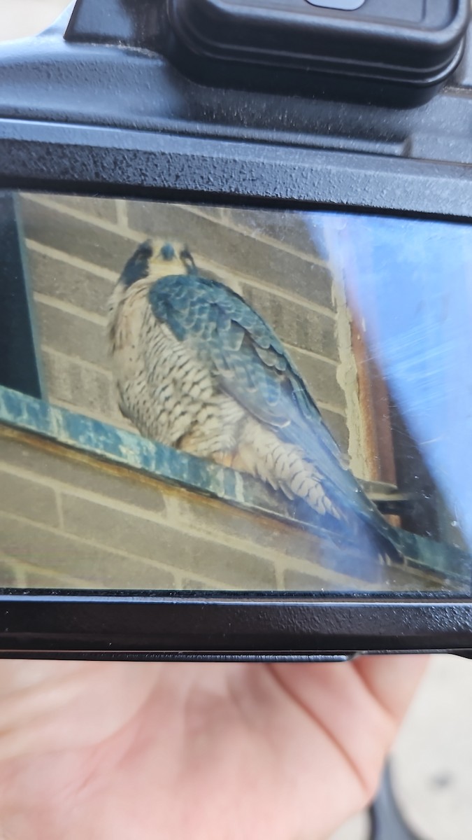 Peregrine Falcon - ML643574414