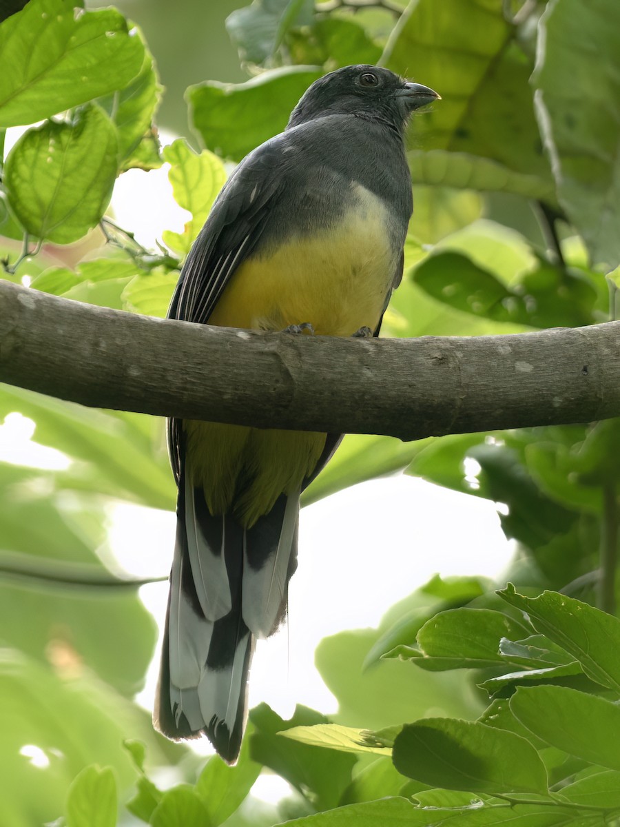 Graukopftrogon - ML643574415
