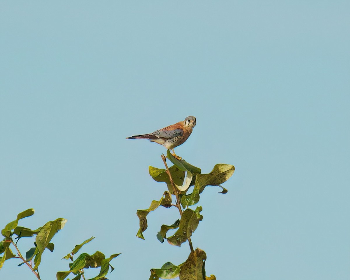Buntfalke - ML643574425
