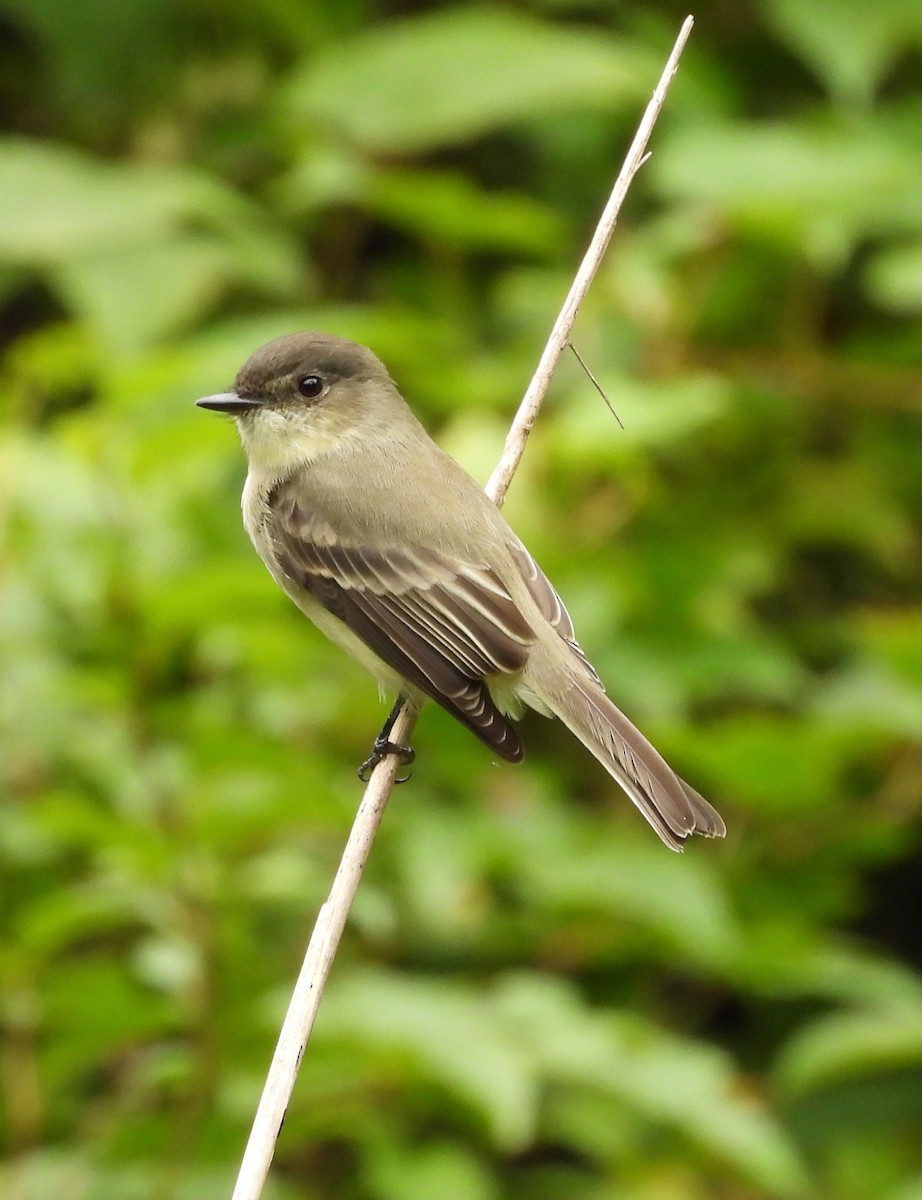 Eastern Phoebe - ML643574438