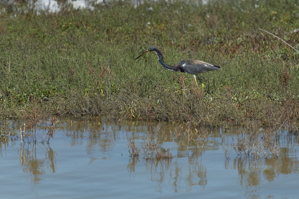 Tricolored Heron - ML643574440