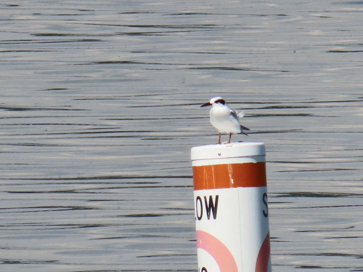 Forster's Tern - ML643574445