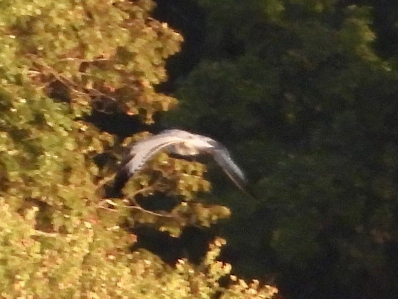 Bonaparte's Gull - ML643574461