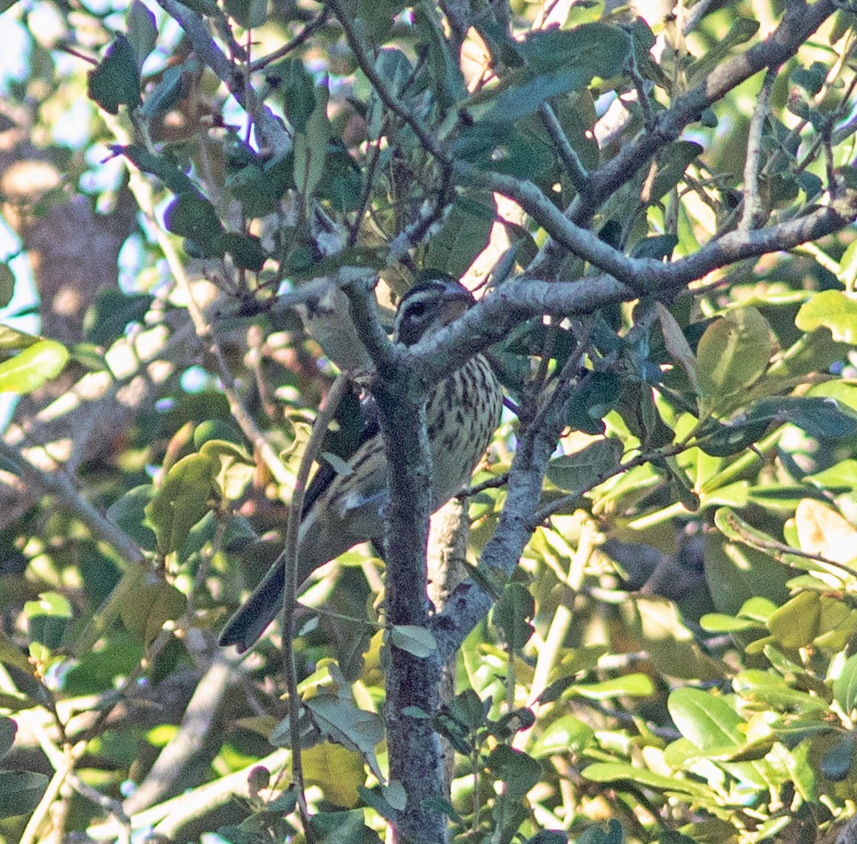 Rose-breasted Grosbeak - ML643574462