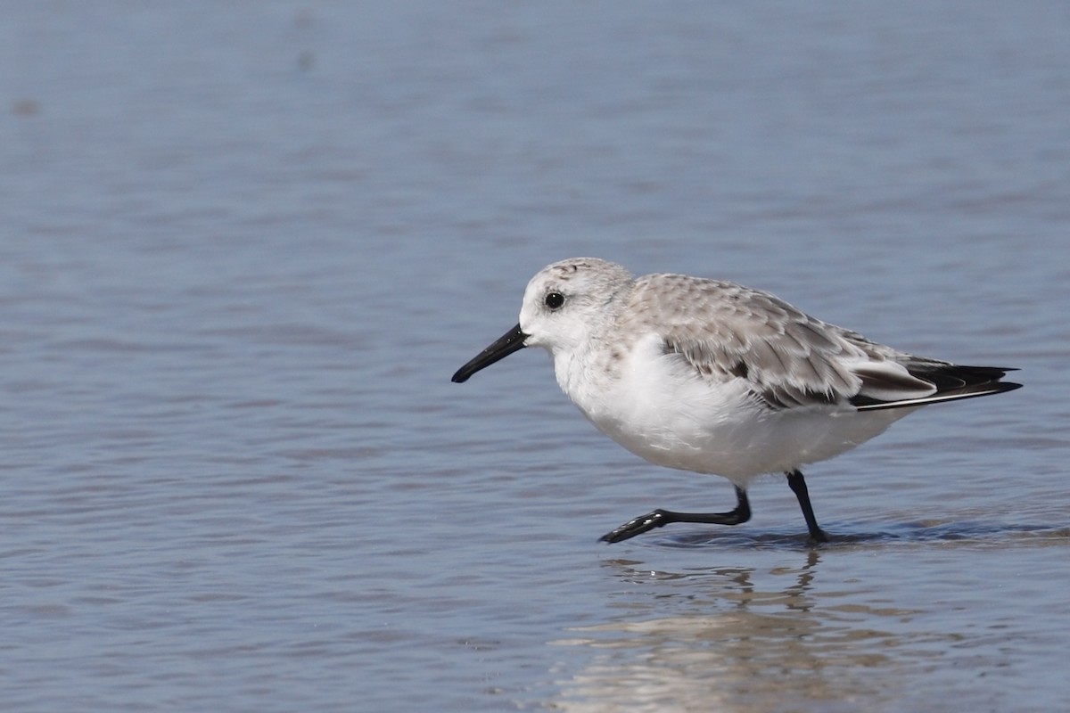Sanderling - ML643574463