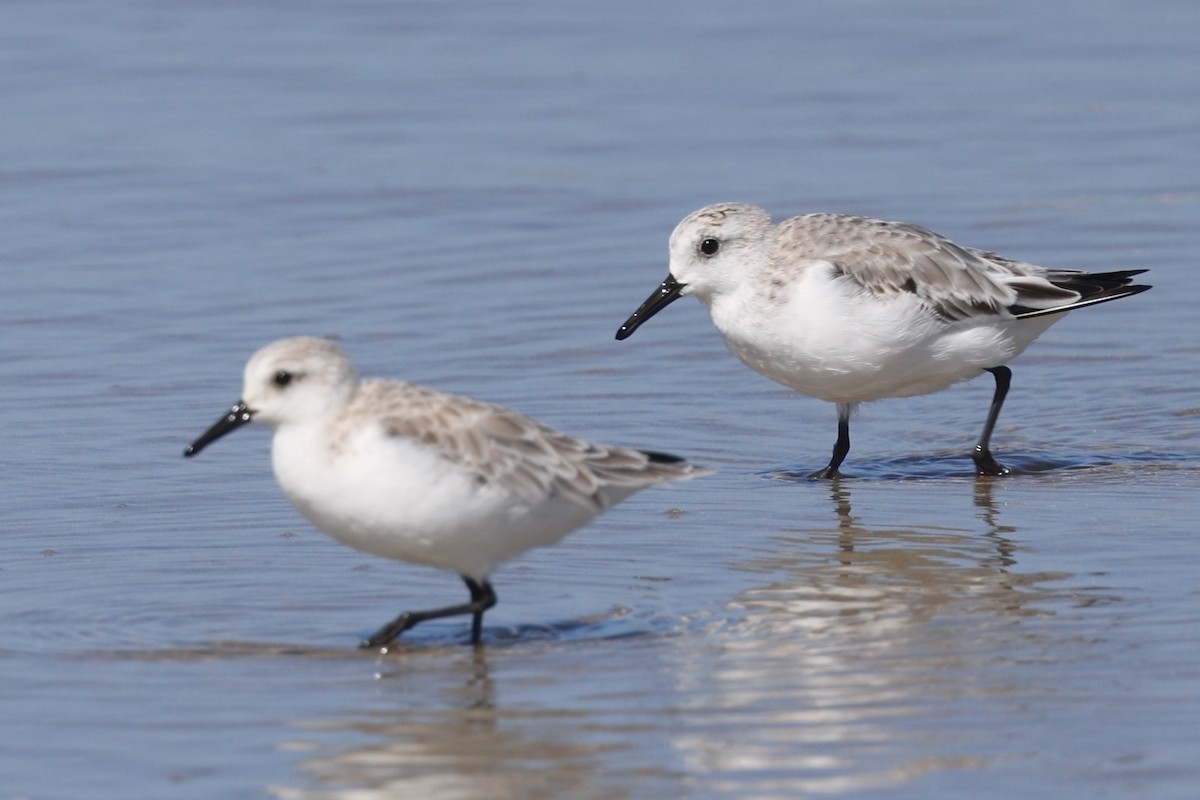 Sanderling - ML643574465