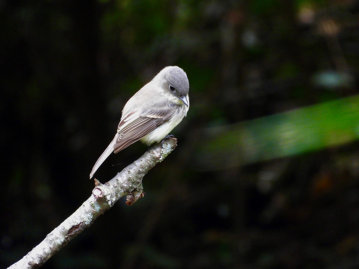 Eastern Phoebe - ML643574466