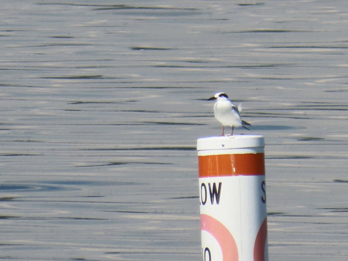 Forster's Tern - ML643574467