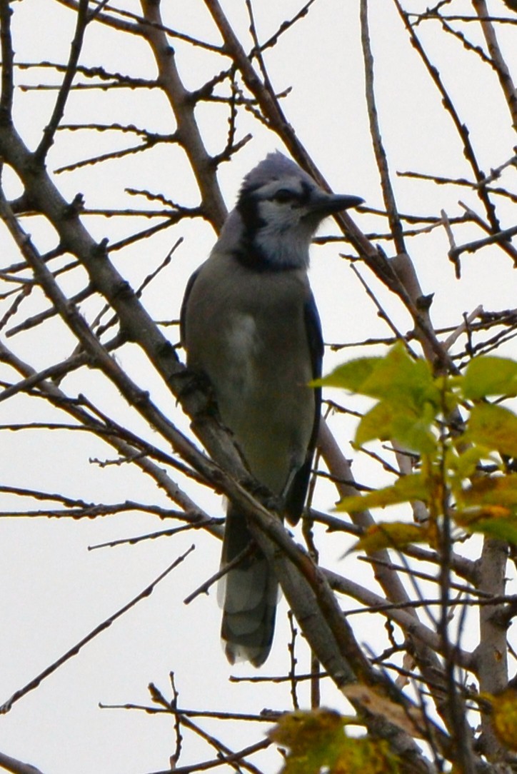 Blue Jay - ML643574468