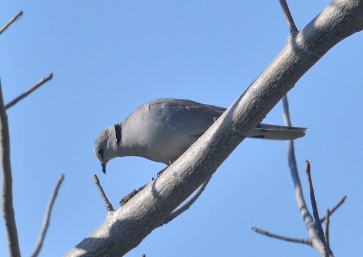 Ring-necked Dove - ML643574480