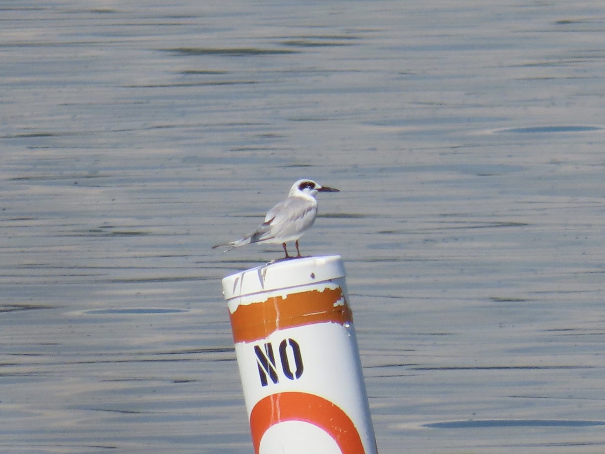Forster's Tern - ML643574493