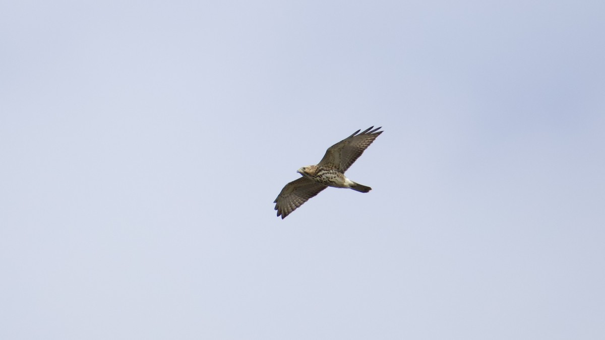 Broad-winged Hawk - ML643574501