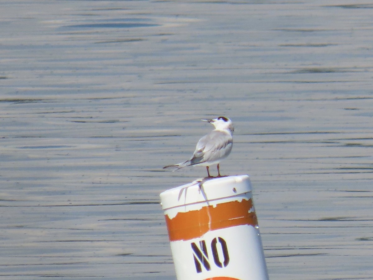 Forster's Tern - ML643574514