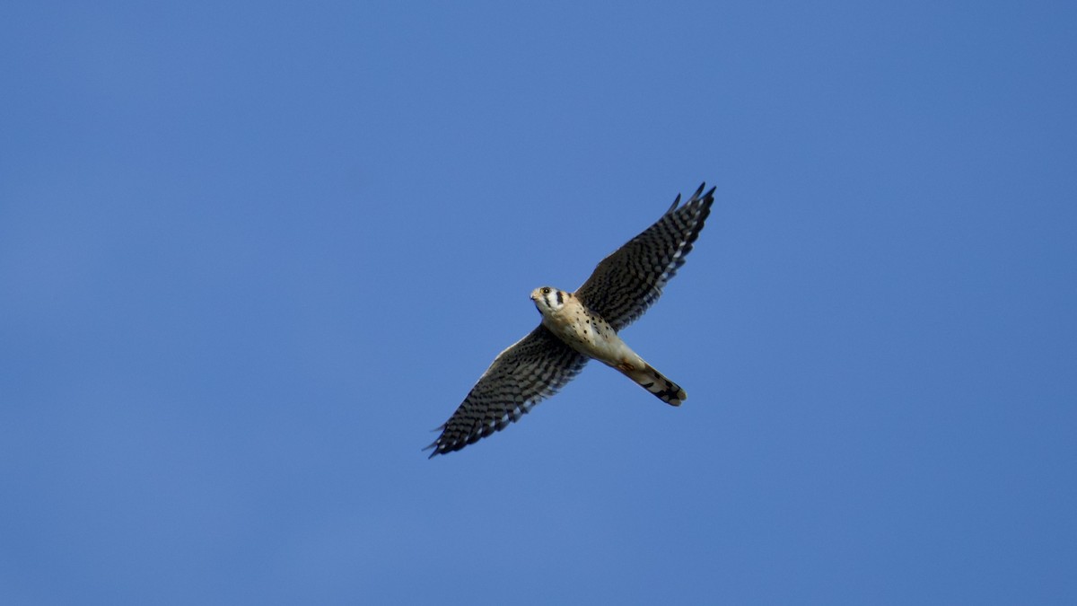 Buntfalke - ML643574522
