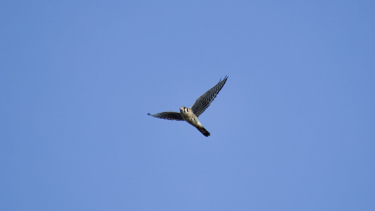 Buntfalke - ML643574523