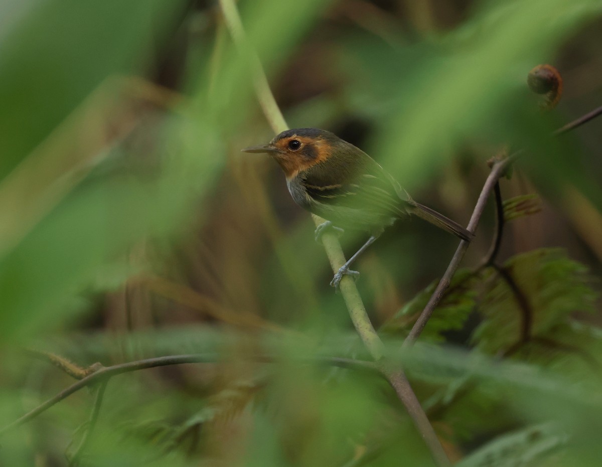 Ochre-faced Tody-Flycatcher - ML643574525
