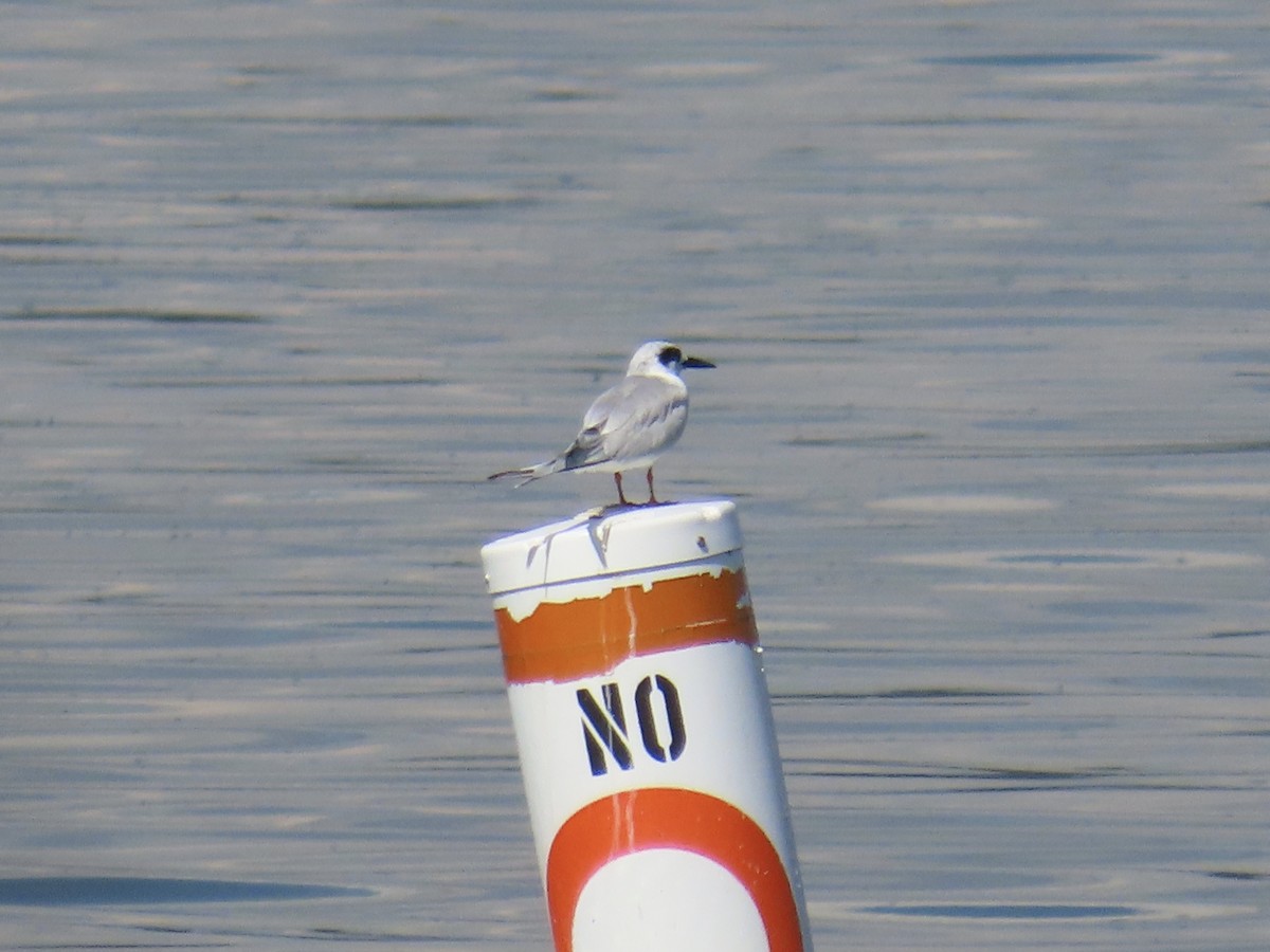 Forster's Tern - ML643574534