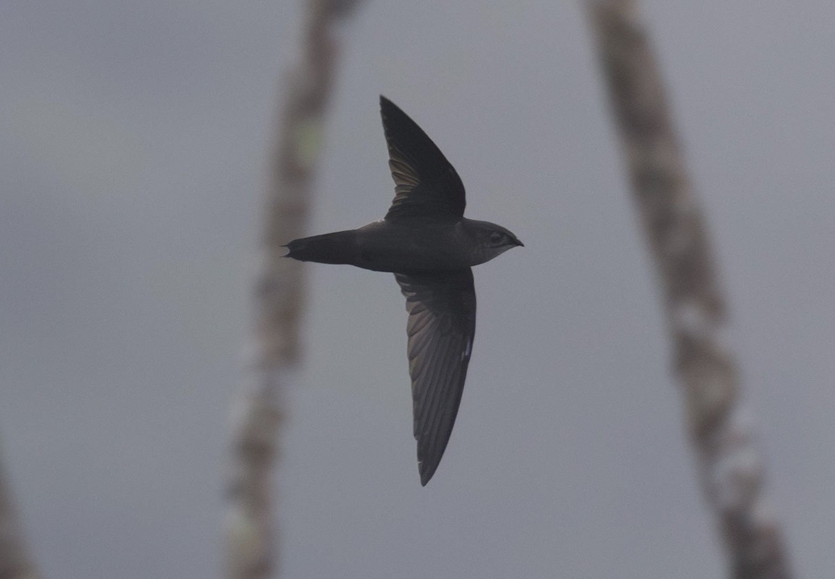 シロオビハリオアマツバメ（aetherodroma） - ML643574552