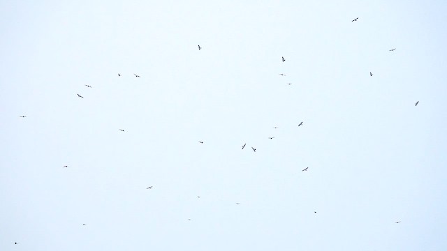 Канюк яструбиний - ML643574553