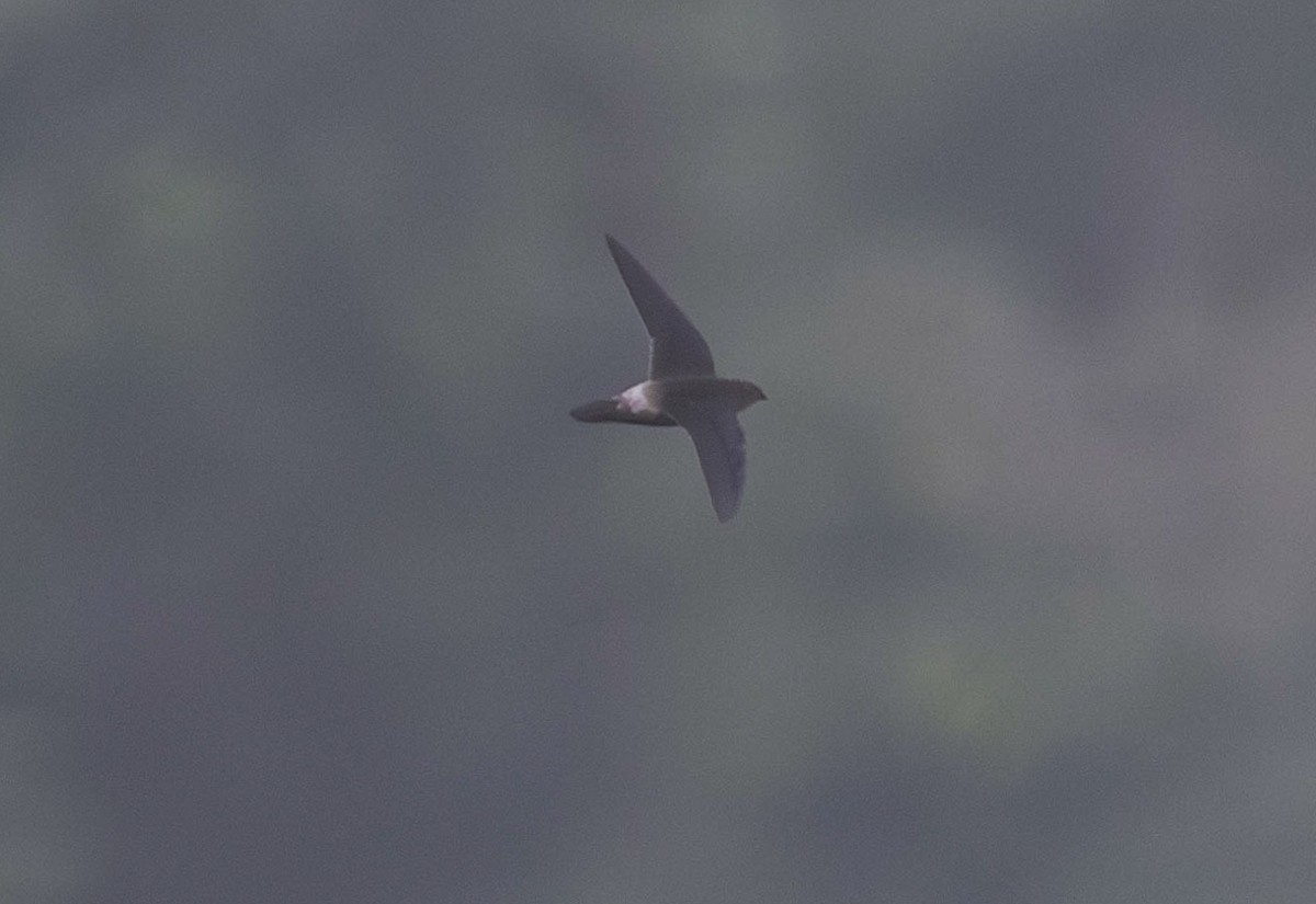 シロオビハリオアマツバメ（aetherodroma） - ML643574554