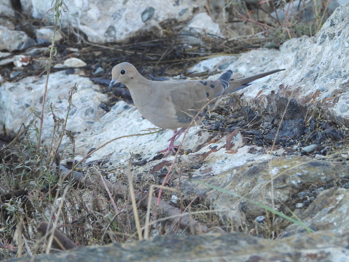 Mourning Dove - ML643574570