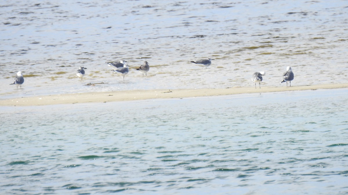 Laughing Gull - ML643574583