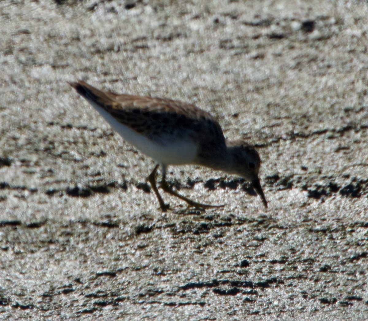 Least Sandpiper - ML643574585