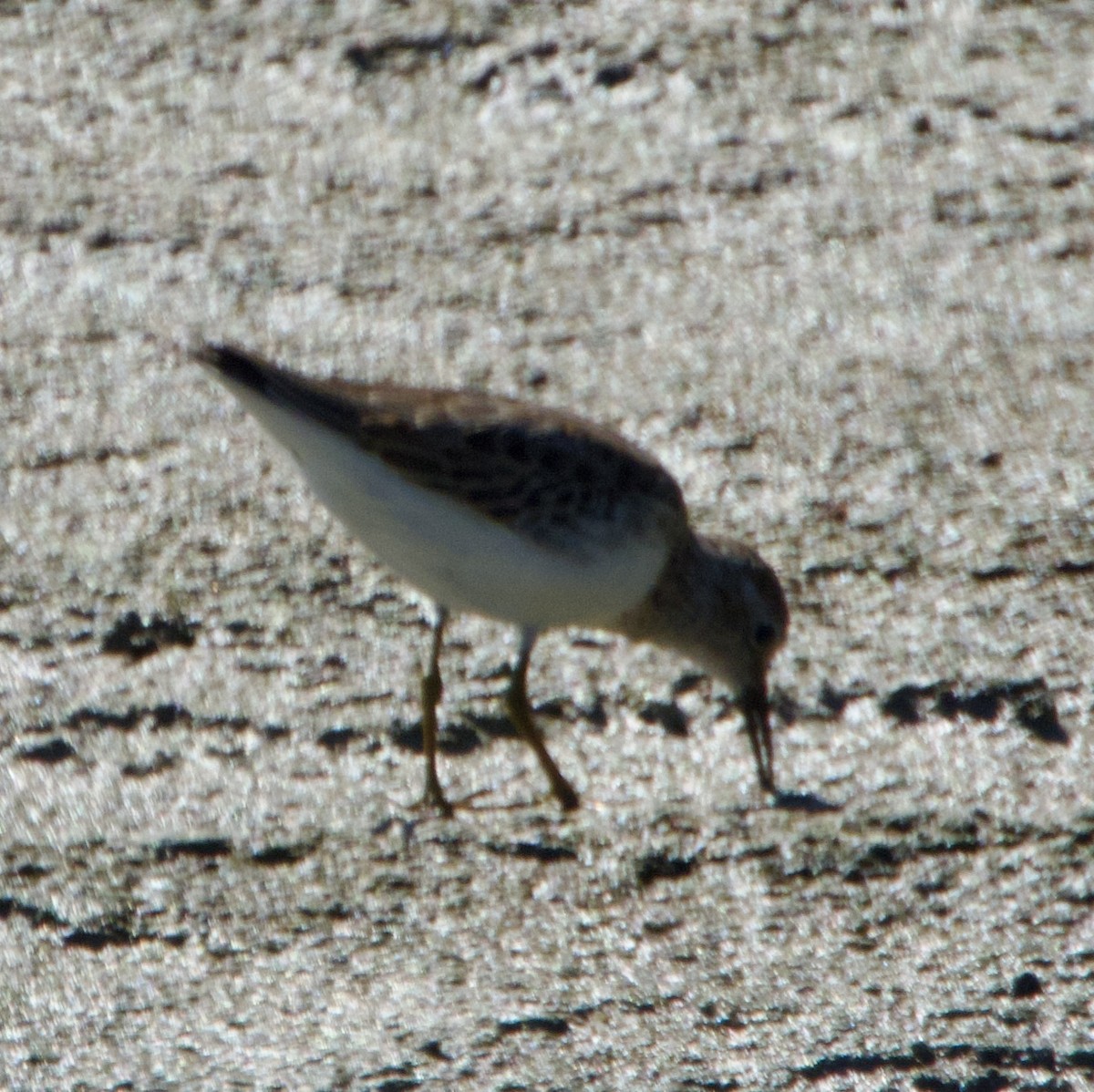 Least Sandpiper - ML643574586
