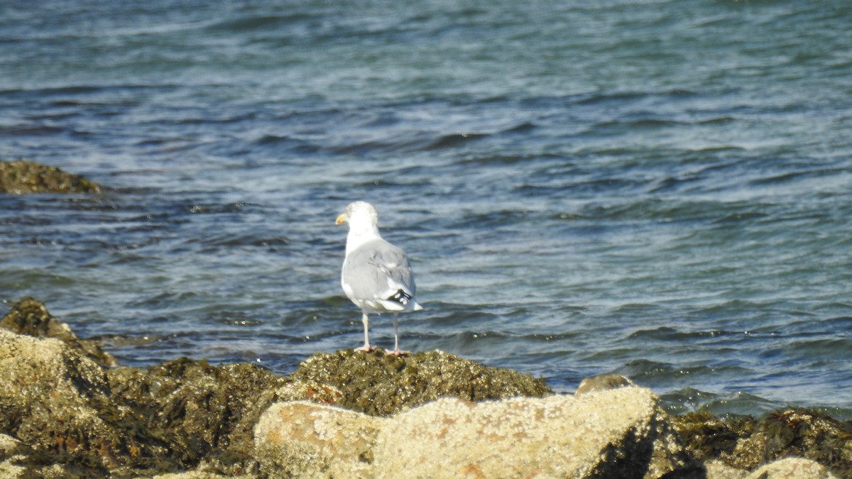 American Herring Gull - ML643574588