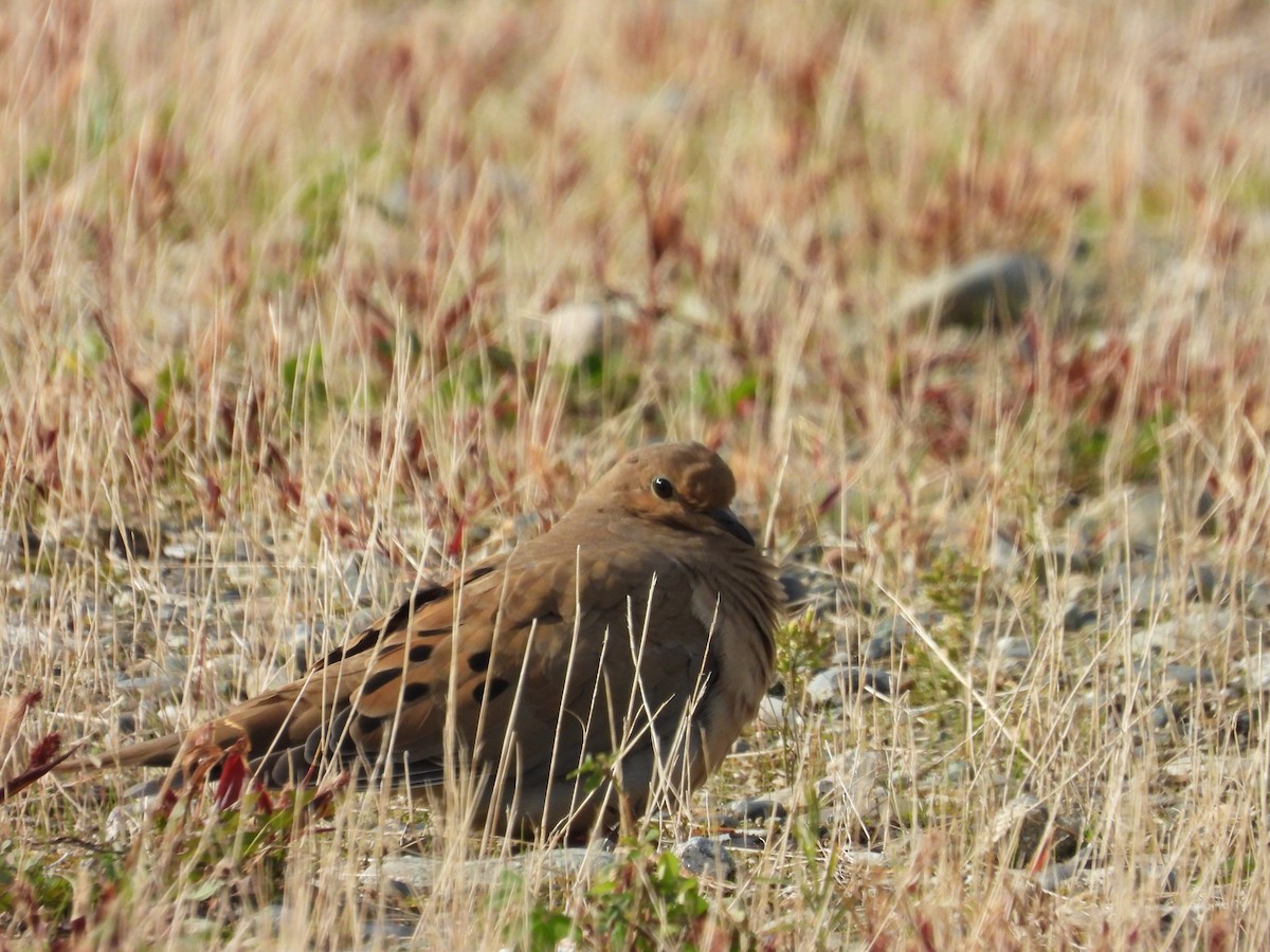 Mourning Dove - ML643574609
