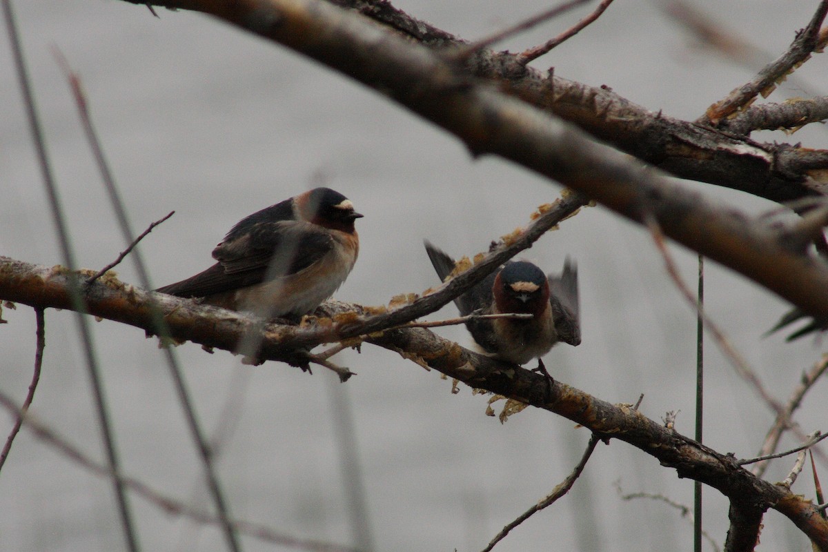 Cliff Swallow - ML64357461