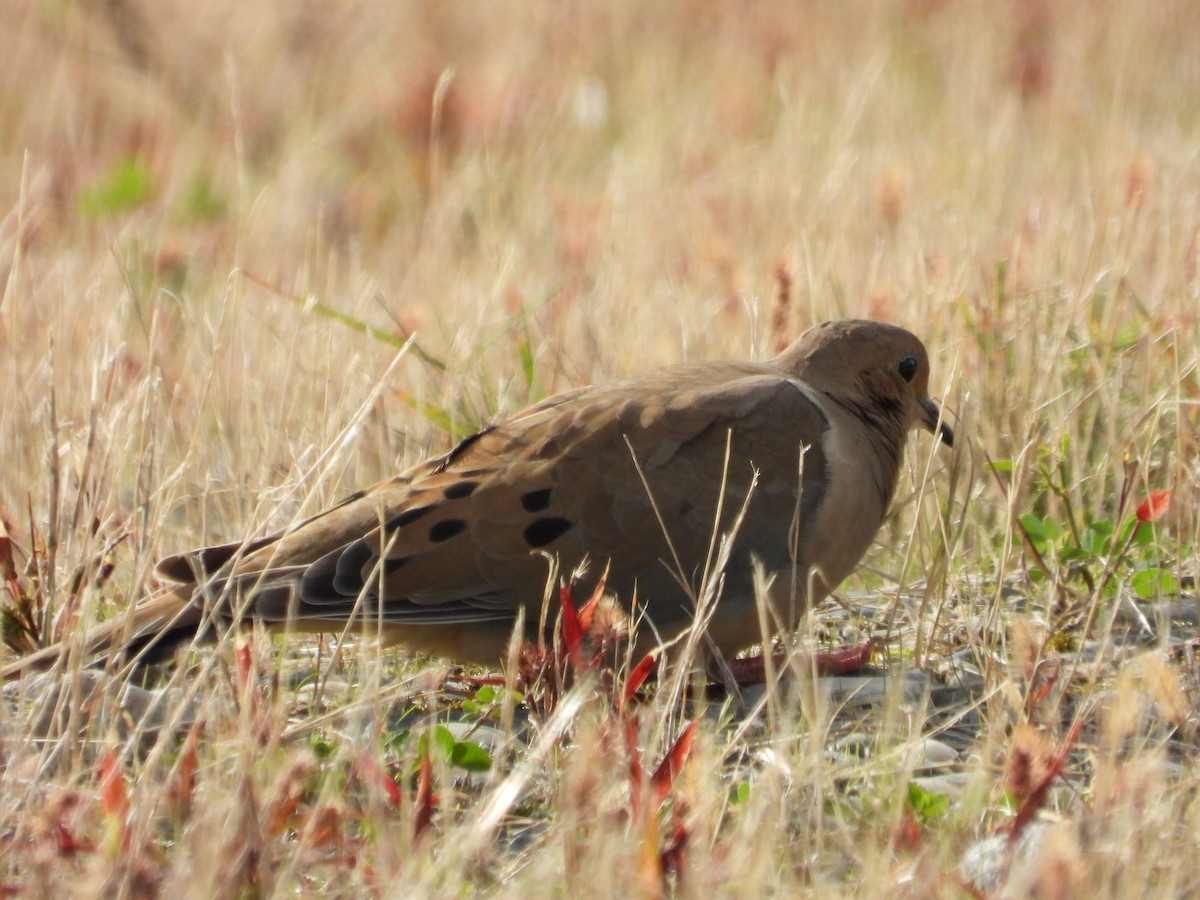 Mourning Dove - ML643574610