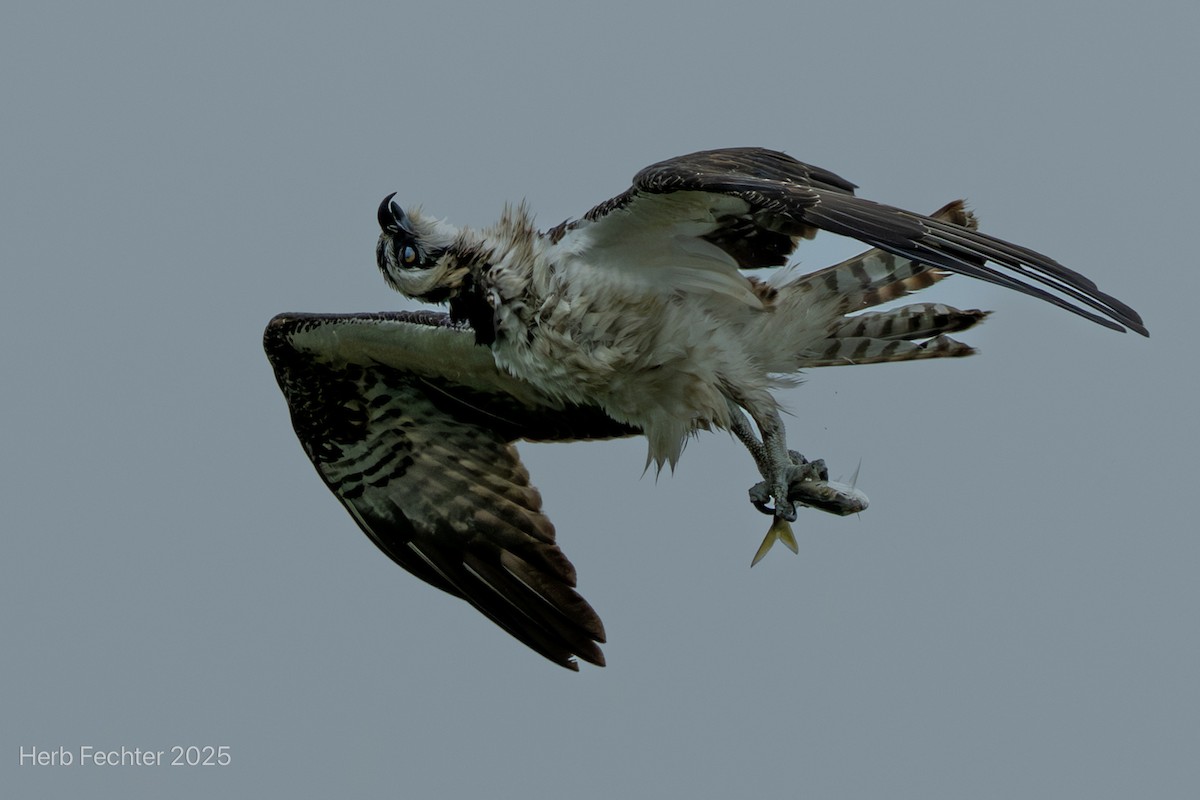 fiskeørn - ML643574614