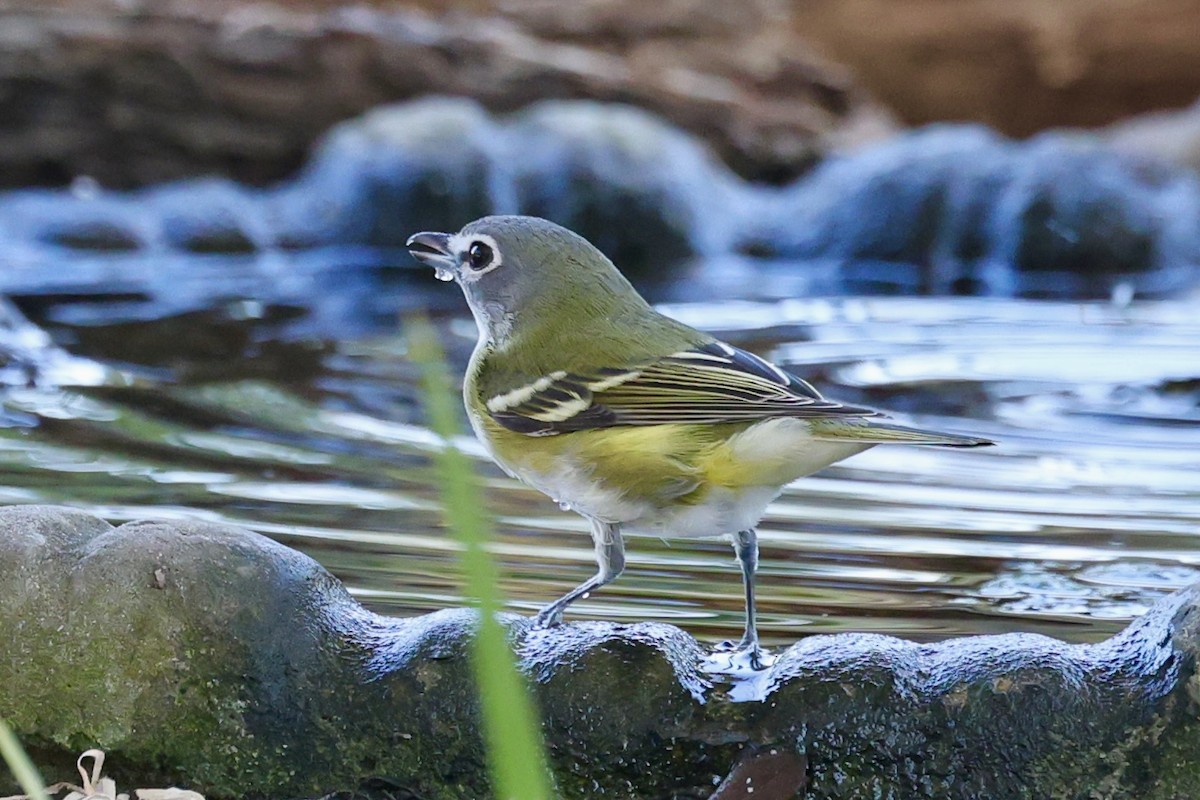 Blue-headed Vireo - ML643574624