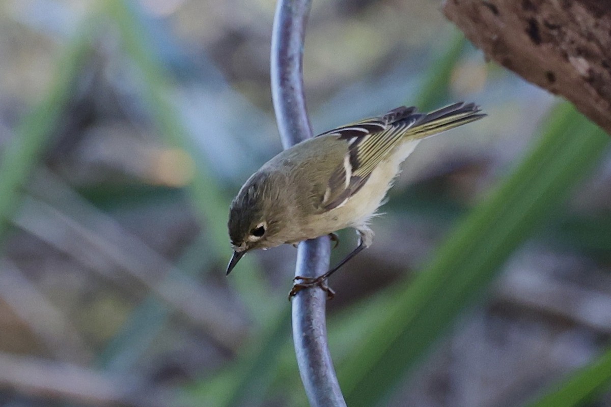 Ruby-crowned Kinglet - ML643574632